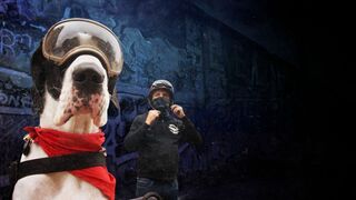 Angleterre, pays des grands chiens