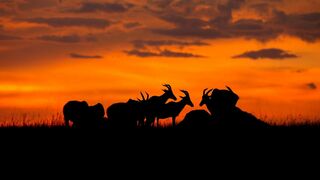 Peur sur la savane