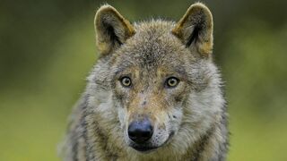 Alpha, la quête du pouvoir