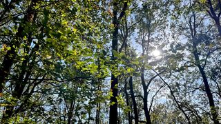 Forêts françaises, en quête d'avenir
