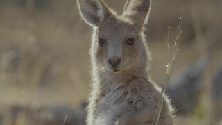 Le voyage du kangourou d'Australie