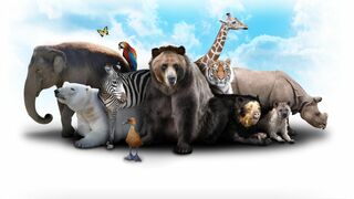 La vie secrète des pandas sauvages