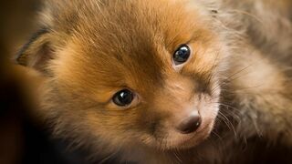 Le monde secret des renards