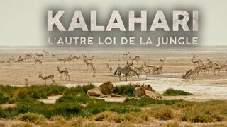 Kalahari l'autre loi de la jungle