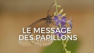 Le message des papillons