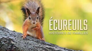Ecureuils, histoires de famille