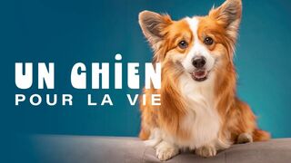 Un chien pour la vie