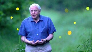 Brillantes espèces