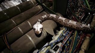 Des serpents dans l'avion