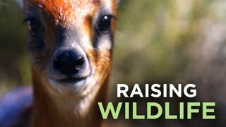 Refuges pour animaux sauvages