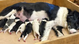 Chiens de berger : l'art de diriger