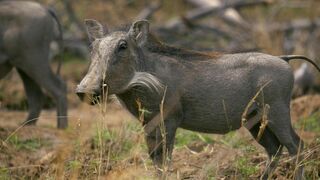 Les trois petits phacochères