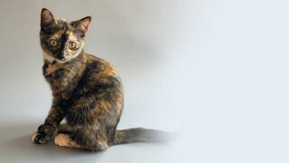 Heureux comme un chat