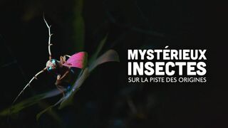 Mystérieux insectes, sur la piste des origines