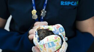 Australie : urgences faune sauvage