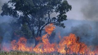 De l'or dans nos WC, nos étrons sauveront-ils le monde ?