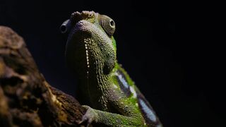 Alpha, la quête du pouvoir