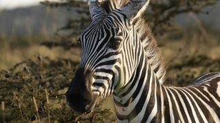 Alpha, la quête du pouvoir