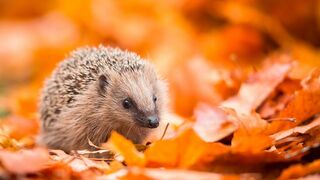 A la rencontre du hérisson