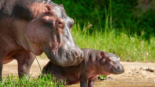 Prédateurs : compte à rebours sauvage