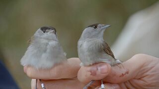 Migrations secrètes