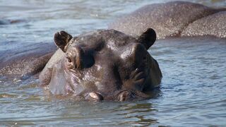 Hippopotames, les architectes de l'Okavango