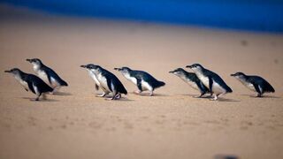 A la rencontre des manchots d'Australie