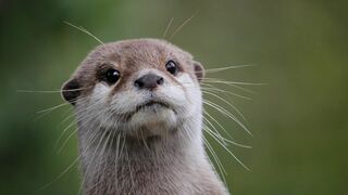 Refuges pour animaux sauvages