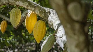 Du chocolat pour sauver l'Amazonie