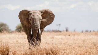 Paul O'Grady : l'aventure des grands éléphants