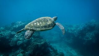 L'avenir de la Grande Barrière de corail