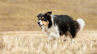 Chiens de berger : l'art de diriger