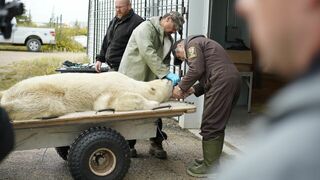 Vétérinaires de l'Arctique