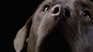 Animaux de compagnie : leur vie secrète