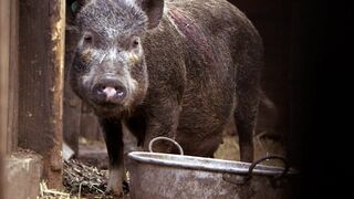 Animaux de compagnie : leur vie secrète