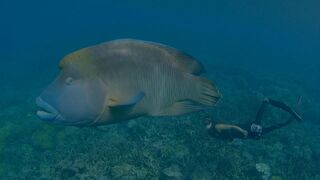 Australie : les profondeurs de l'Océan