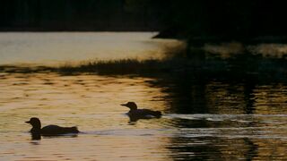 Les huards dans la brume