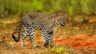 Yala, le royaume des léopards