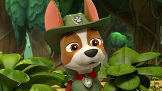 Paw Patrol, la Pat'Patrouille - SAISON 10