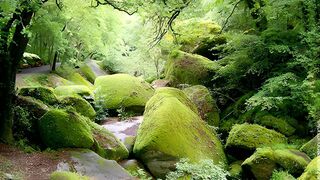 Sa majesté les mousses