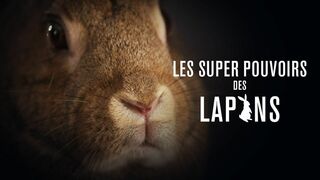 Les super-pouvoirs des lapins