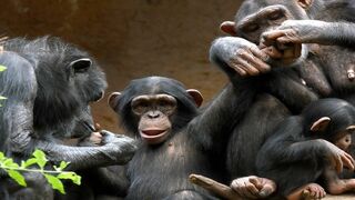 Animaux & Cie : une seconde chance