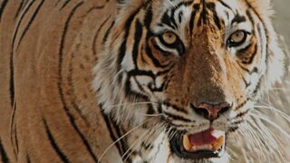 Alpha, la quête du pouvoir