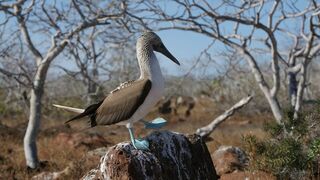 Les Galapagos