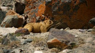 Explorations de l'extrême