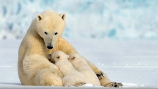 Le grand voyage des ours blancs