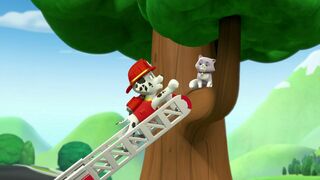 Paw Patrol, la Pat'Patrouille - SAISON 1