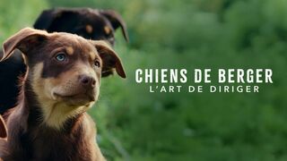 Chiens de berger : l'art de diriger