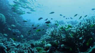 Fascinante barrière de corail