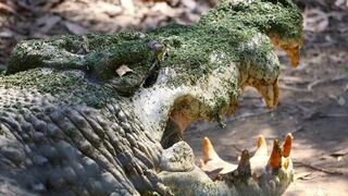 Prédateurs : compte à rebours sauvage